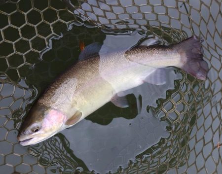 釣り納め ～大安トラウトレイク～